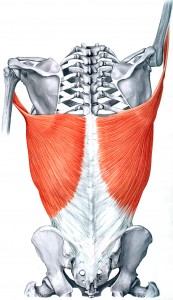 'Lat' Muscles