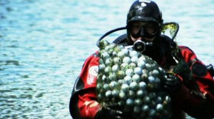 It can be a lucrative industry