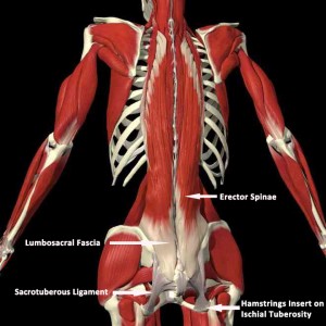 Lower Back Muscles